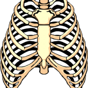 Rib Cage PNG Transparent Images.