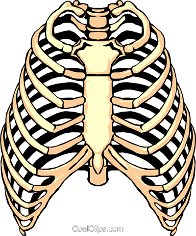 Rib cage clipart 20 free Cliparts | Download images on Clipground 2021