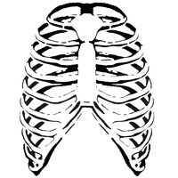 Ribcage clipart - Clipground