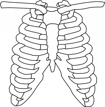 Rib Cage Clip Art.