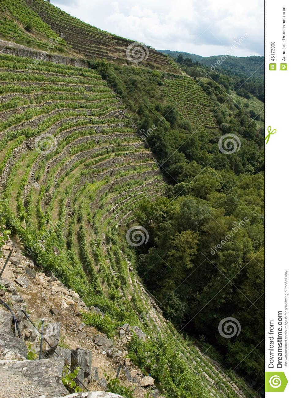 Vineyards Of Ribeira Sacra Stock Photo. Vineyards Of Ribeira Sacra Stock Photo.