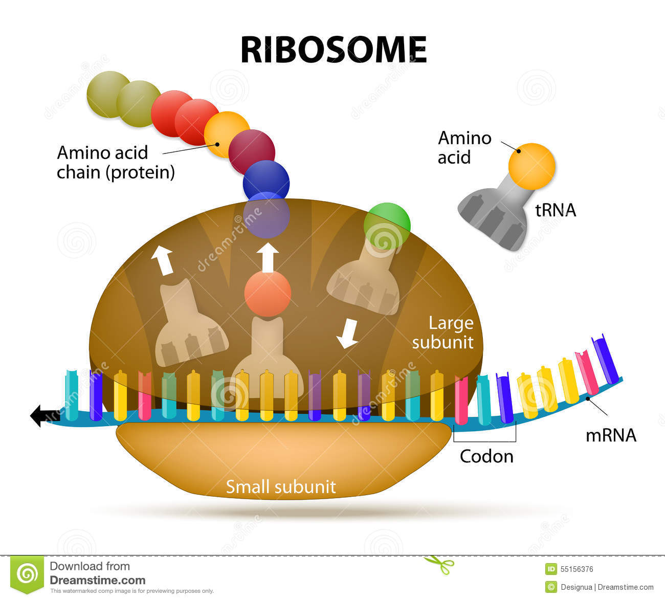 Ribosomes Clip Art