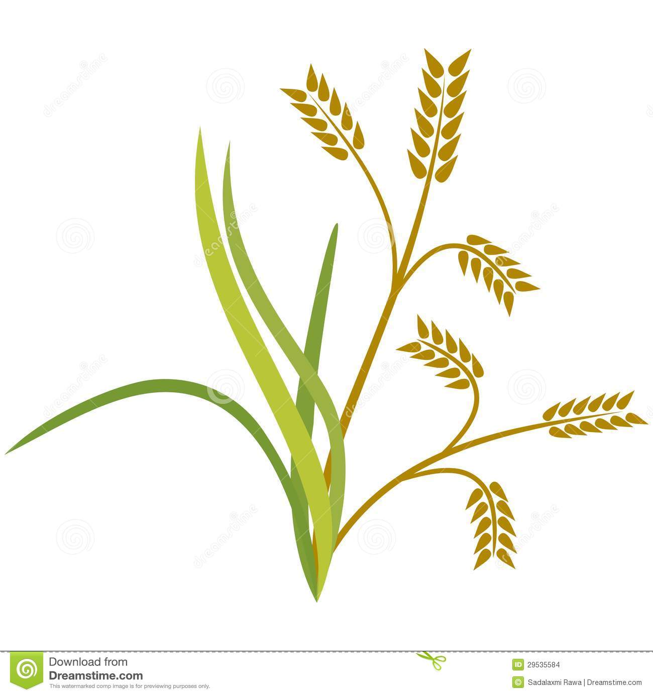 Brown Rice Plant Clipart.