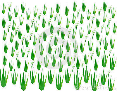 Rice field clipart.