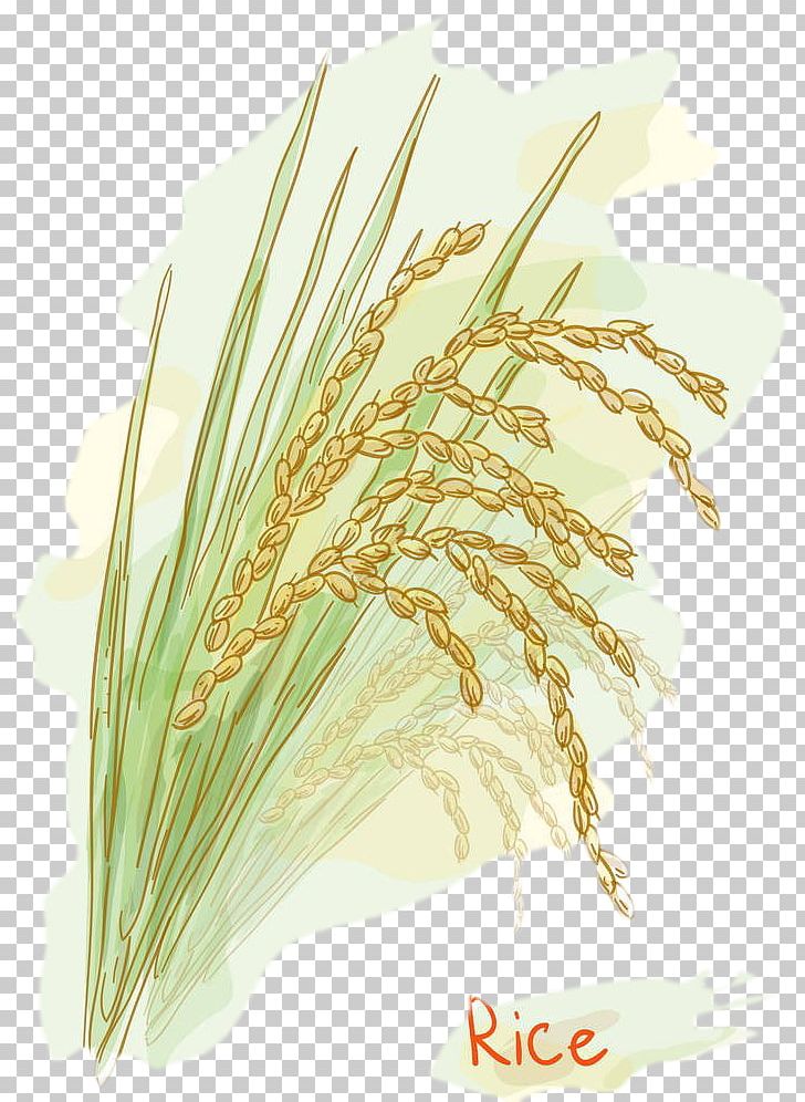 Rice Stock Photography Watercolor Painting PNG, Clipart.