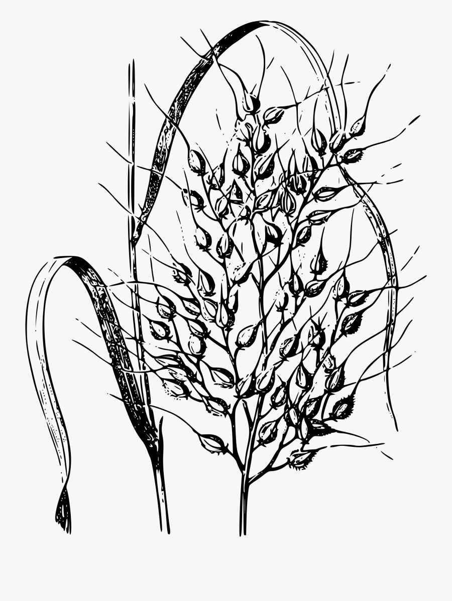 Picture Library Download Rice At Getdrawings Com.
