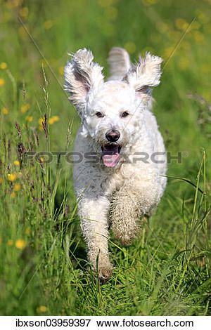 Picture of "Labradoodle, adult, male, running on grass, Germany.