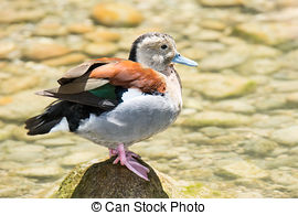 Stock Photo of Ringed Teal Duck (Callonetta Leucophrys).