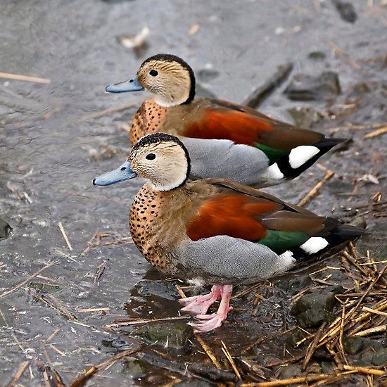 Top 540 ideas about Ducks on Pinterest.