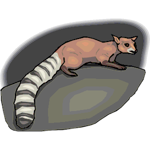 clipart tailed ring ringtail cat cliparts clipground wmf