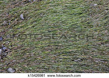 Stock Photography of river with algae k15426981.