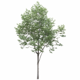 Birch Trees PNG Images.