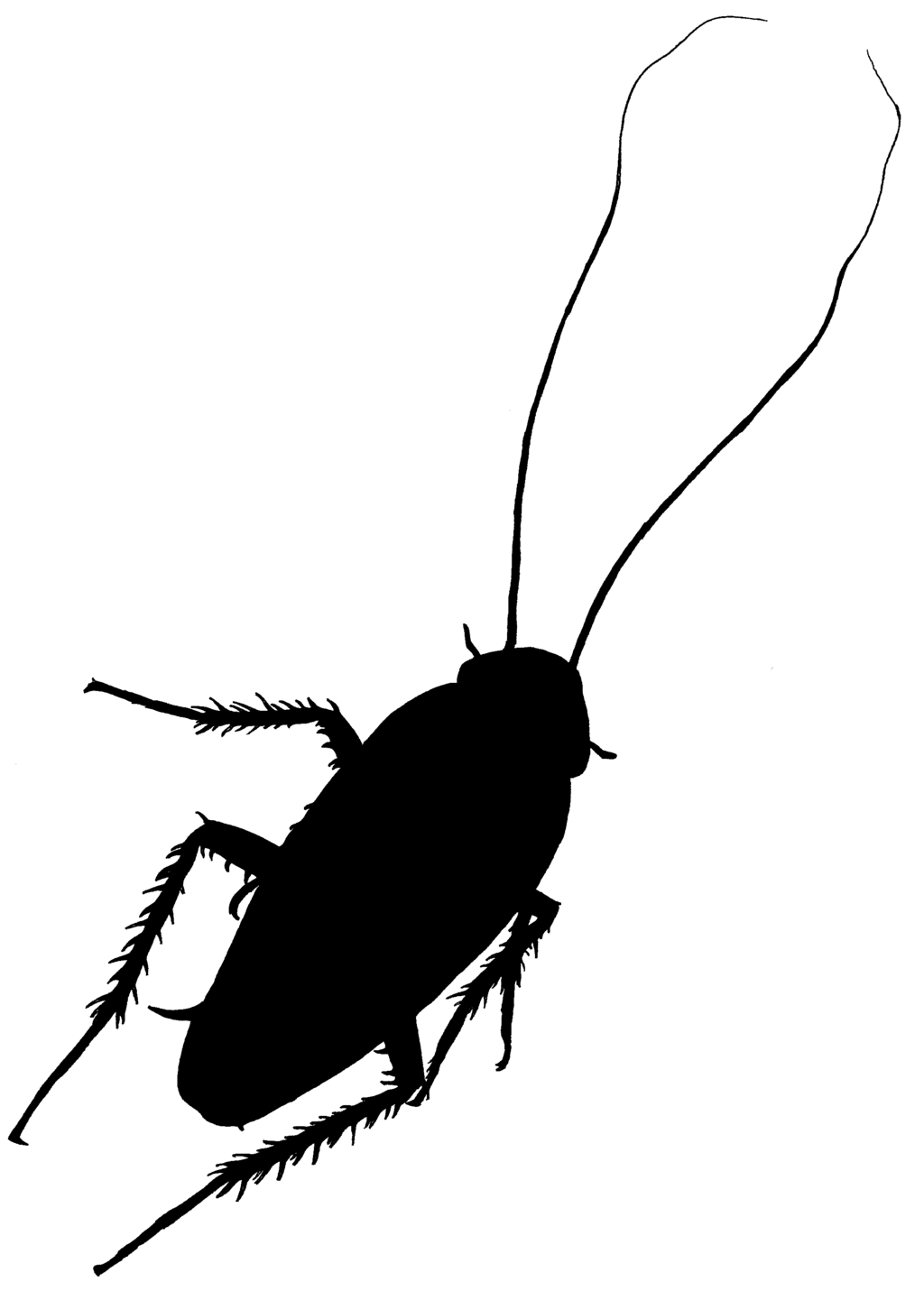 Free Cockroach Cliparts, Download Free Clip Art, Free Clip.