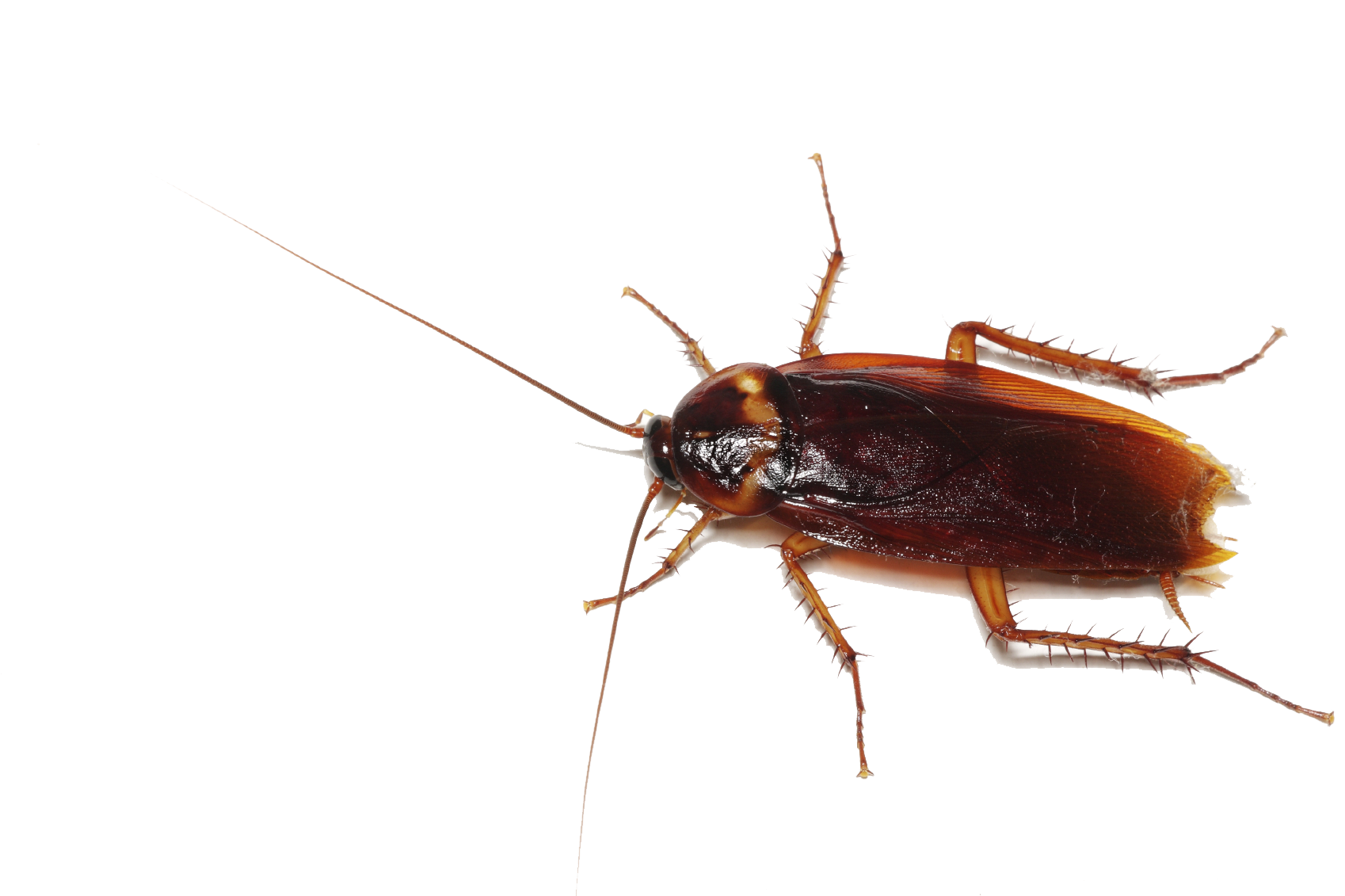 Cockroach Transparent #24173.