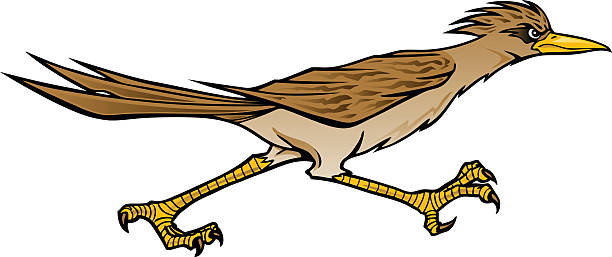 roadrunner bird clipart 20 free Cliparts | Download images on