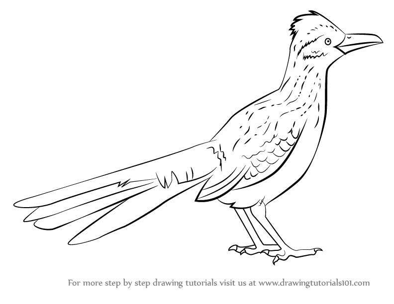 roadrunner drawings clip art 10 free Cliparts | Download images on