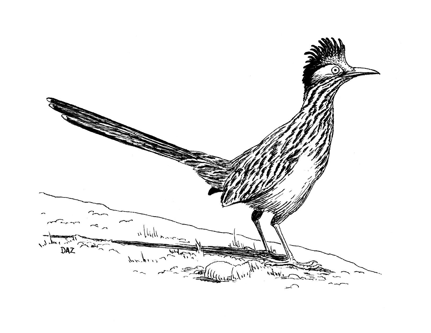 roadrunner drawings clip art 10 free Cliparts Download images on
