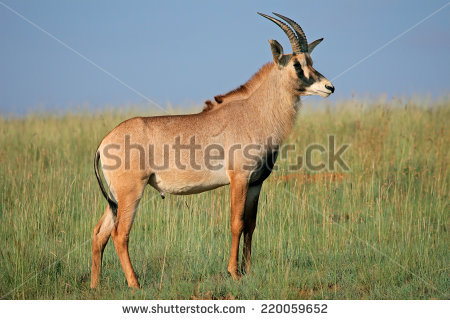 Roan Antelope Stock Photos, Royalty.