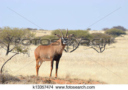 Stock Photo of Roan Antelope k13357474.