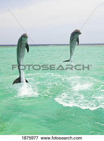 Picture of Roatan, Bay Islands, Honduras; Two Bottlenose Dolphins.