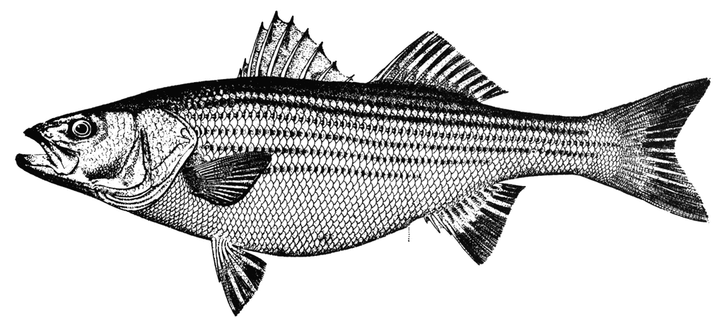 Free Free 170 Striped Bass Svg SVG PNG EPS DXF File