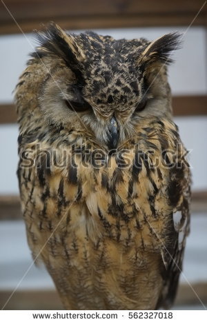 Indian Eagle Owl Stock Images, Royalty.
