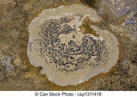 Pictures of Lichen on a rock..