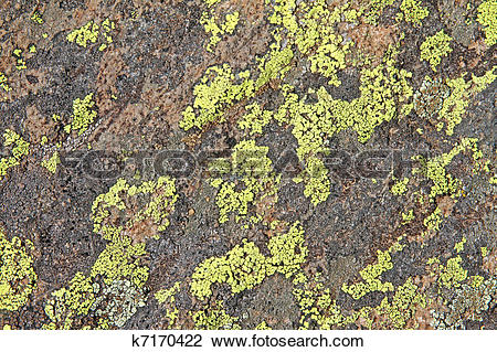 Stock Photo of Crustose Lichen on Arizona Rocks k7170422.