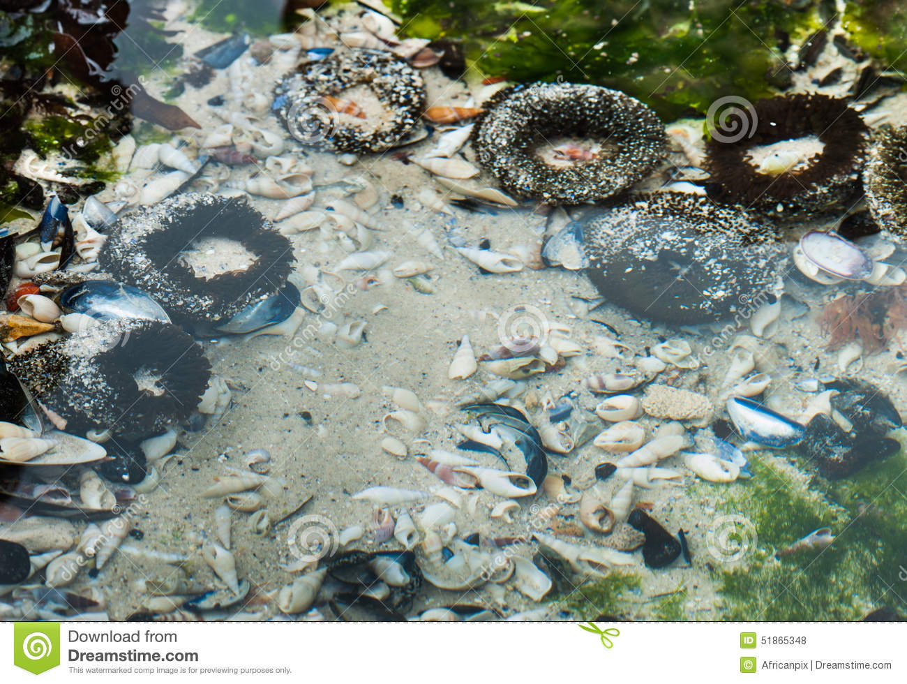Anemones In A Rock Pool Stock Photography.