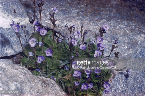 Rock Speedwell Stock Photos and Pictures.