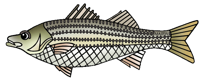 Free Striped Bass Cliparts, Download Free Clip Art, Free.