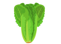Search Results for romaine.