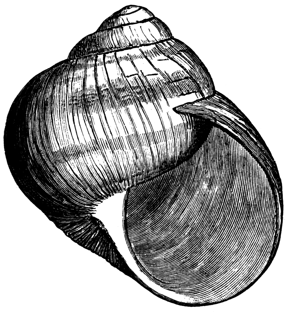 Roman Snail Shell.