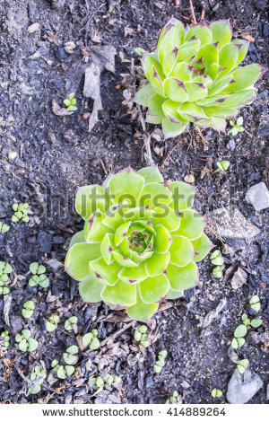 roof Houseleek