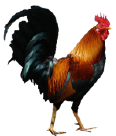 rooster png 10 free Cliparts | Download images on Clipground 2021