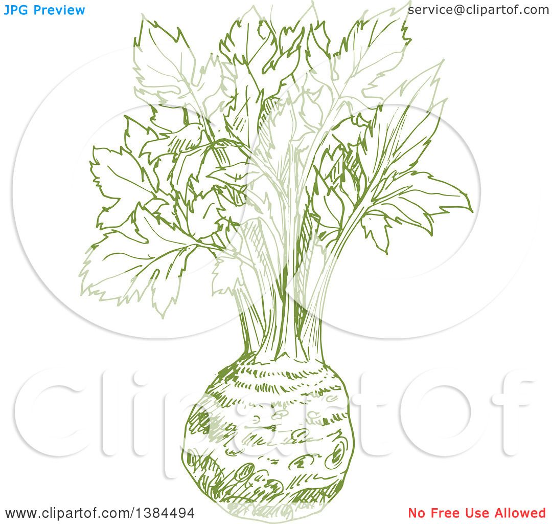 Clipart of a Sketched Celery Root.