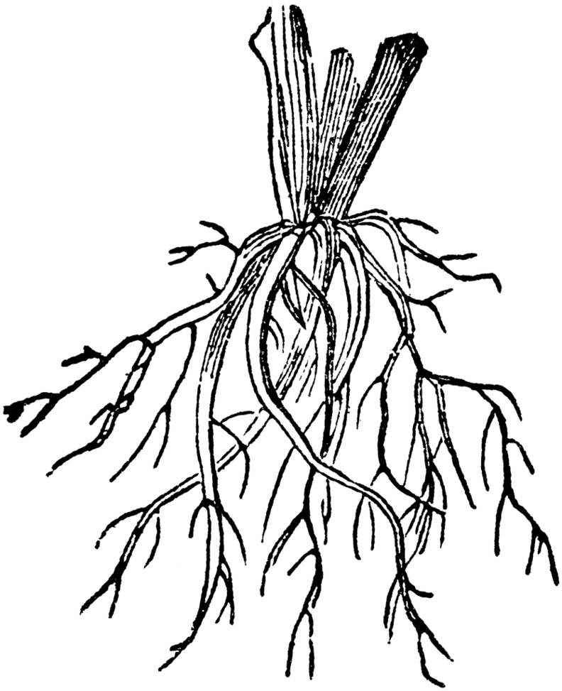 Root Clipart.