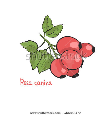 Rosa Canina Stock Vectors, Images & Vector Art.