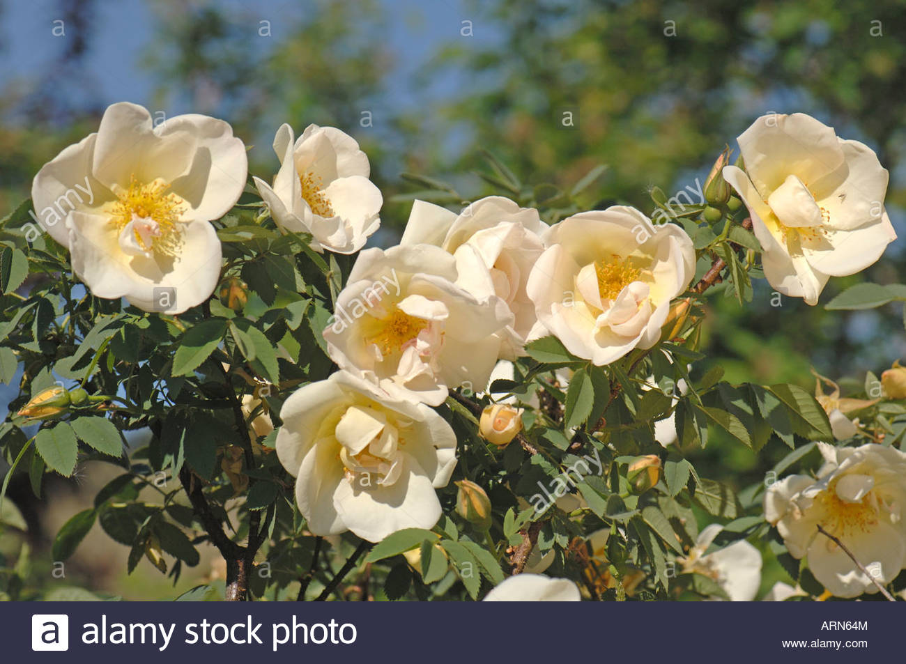 Burnet Rose Scotch Briar Scotch Rose (rosa Pimpinellifolia Rosa.
