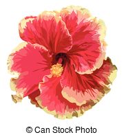 Hibiscus rosa sinensis Clipart Vector and Illustration. 35.
