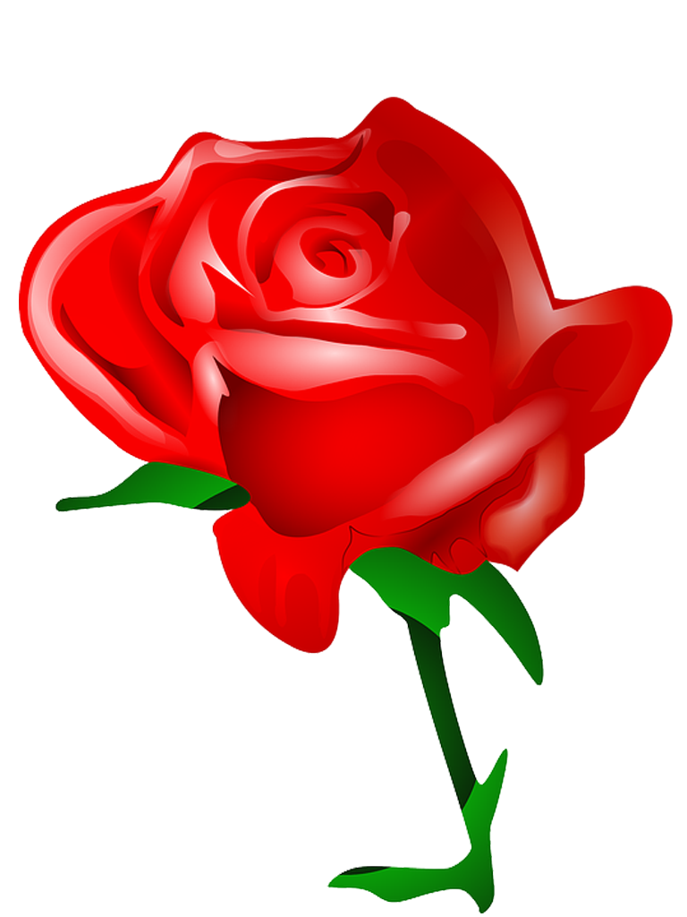 Rosa vermelha png 2 » PNG Image.