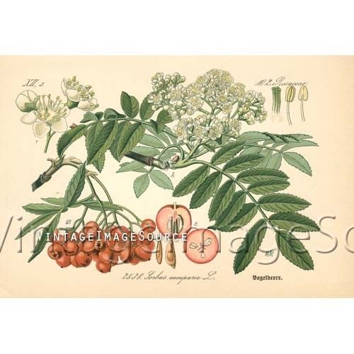 Vintage Flower Clip Art, Rosaceae No. 25.