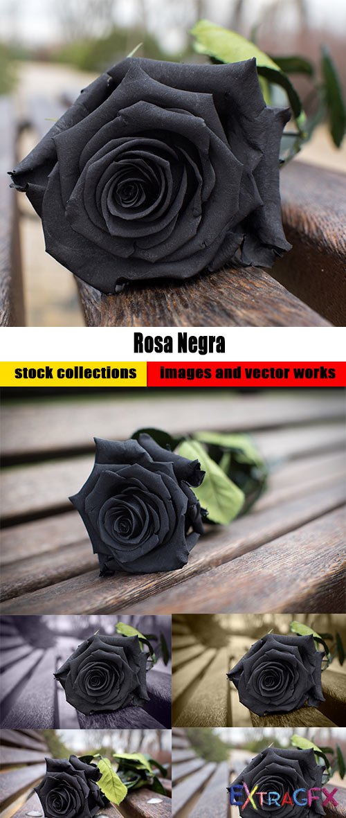 Rosa Negra » ExtraGFX free graphic portal, psd sources.