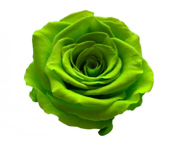 rosas verdes clipart 10 free Cliparts | Download images on Clipground 2024