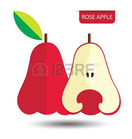 799 Rose Apple Stock Vector Illustration And Royalty Free Rose.