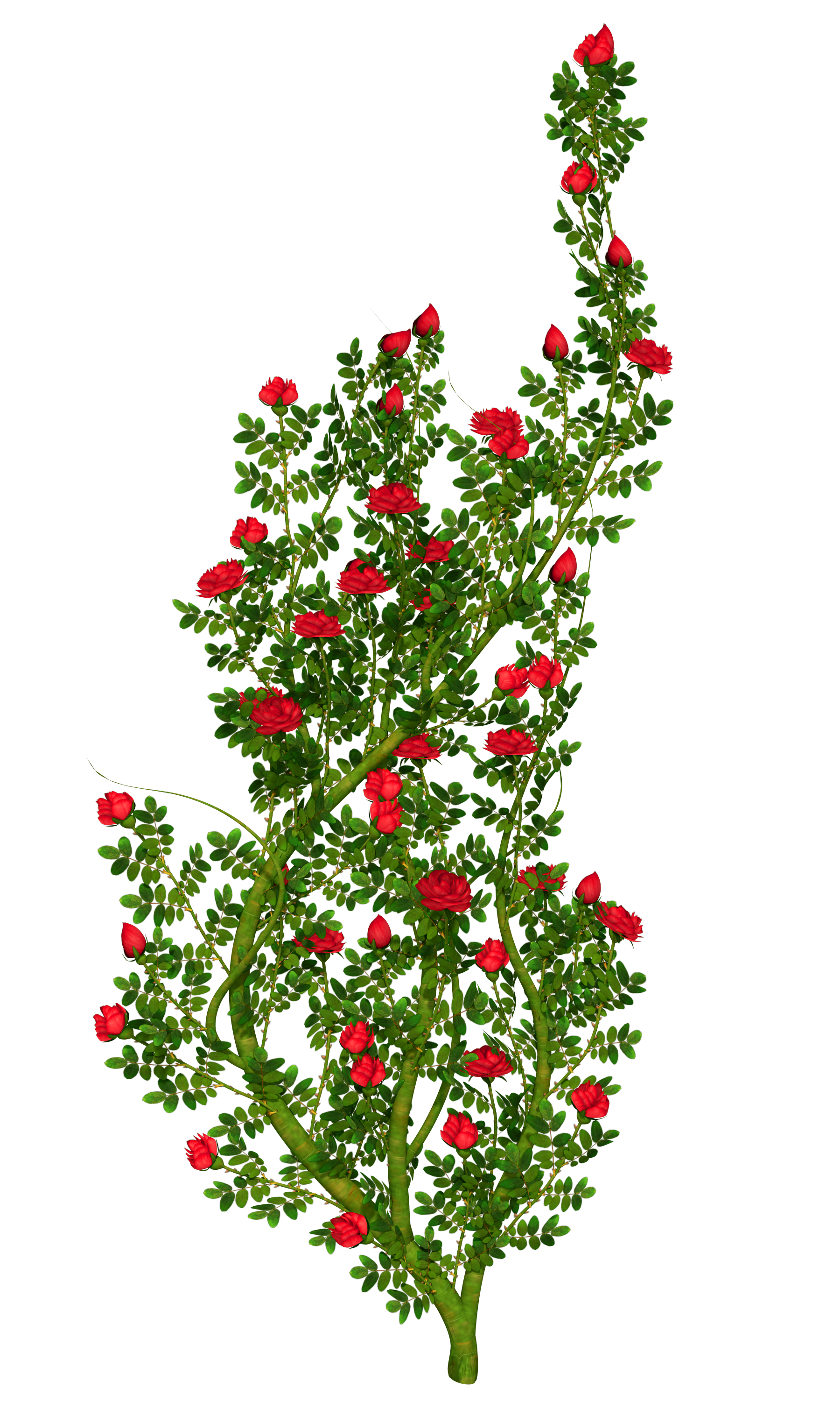 Rose bush clipart 20 free Cliparts | Download images on Clipground 2021