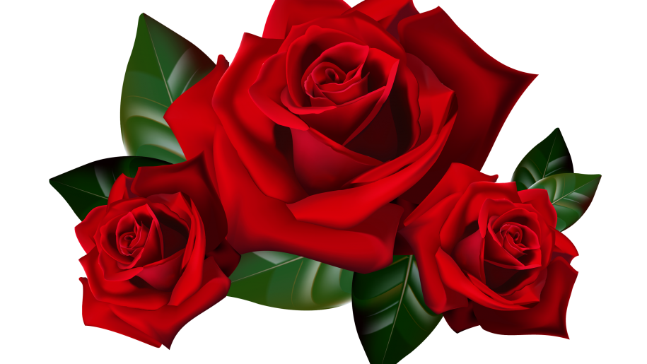 Red Roses Png Clipart Picture Hd Desktop Wallpaper.