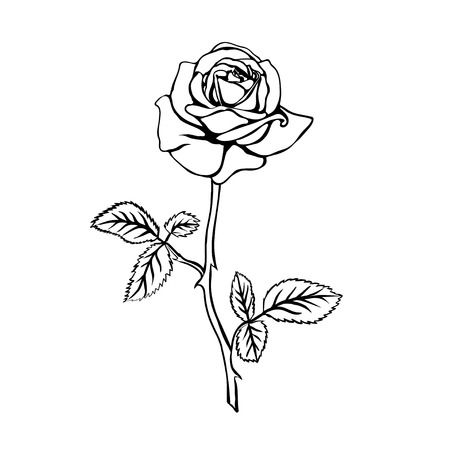 Rose clipart outline 5 » Clipart Station.