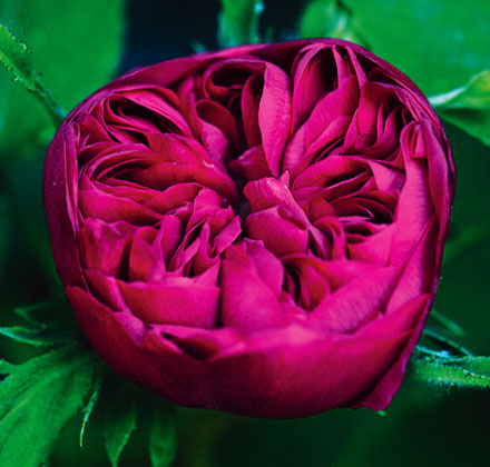 Flowerpedia: Intoxicating Fragranced Roses.