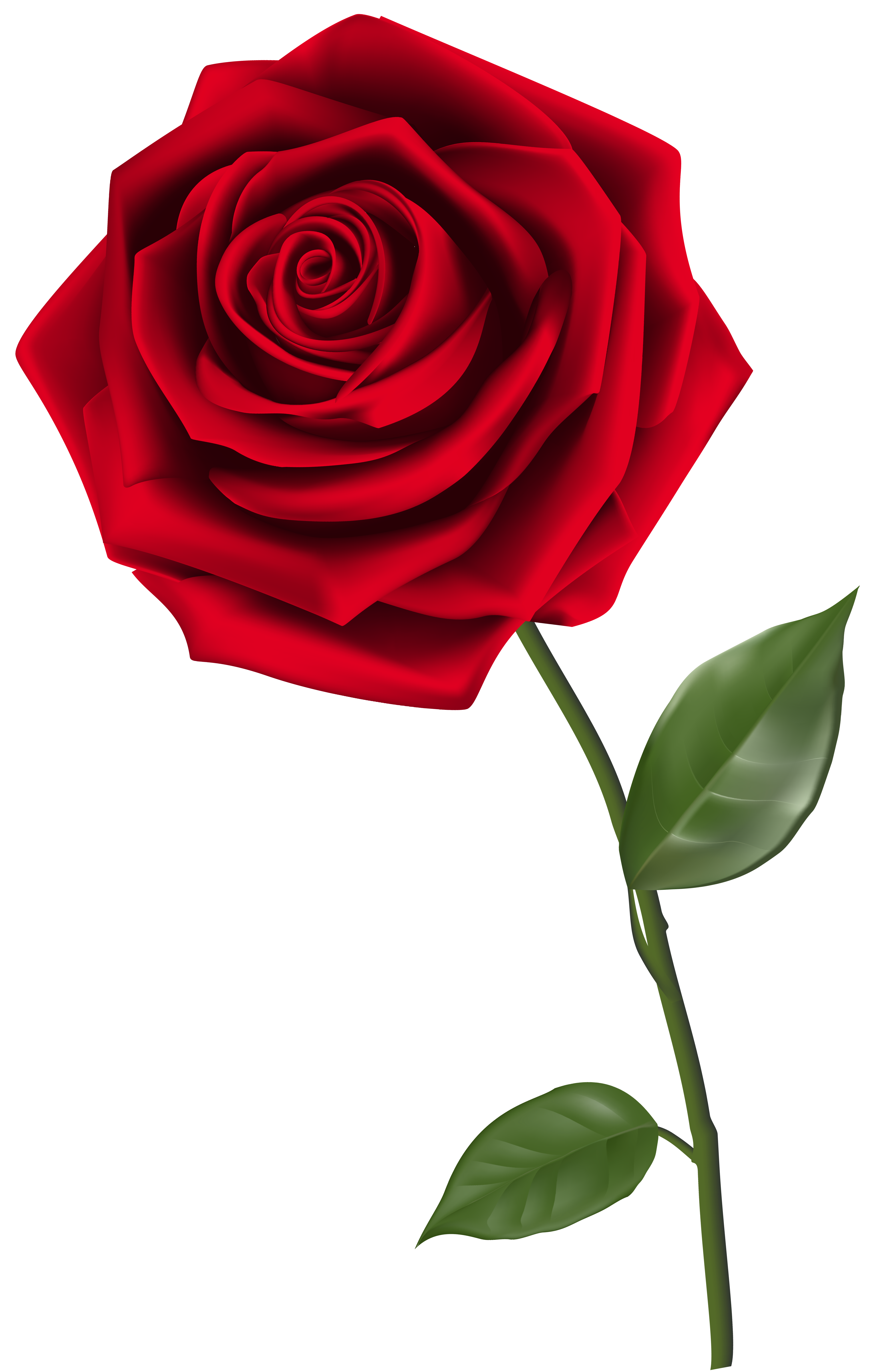 Single Red Rose PNG Clipart Image.